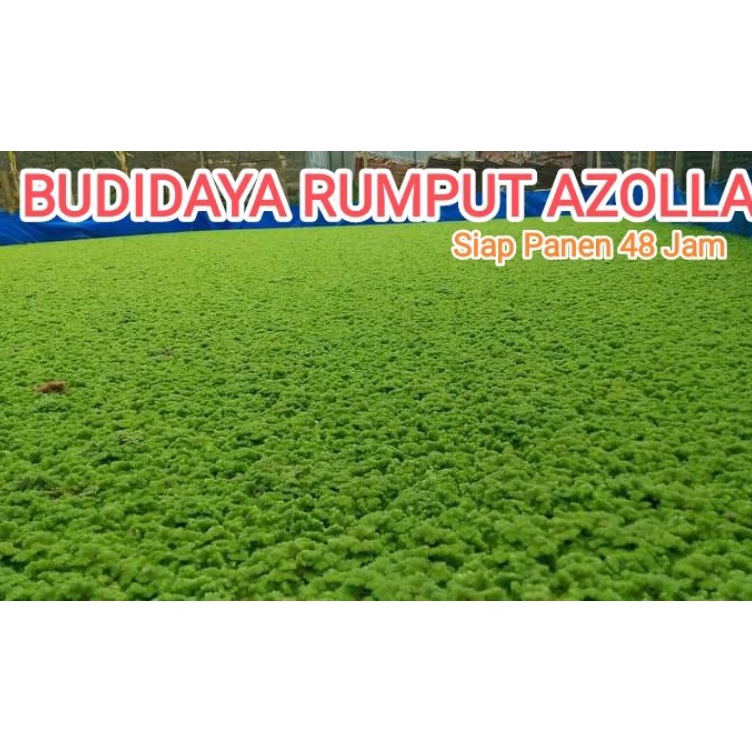 Serbu Kejutan  Rumput Azolla  Benih Bibit Azolla 1 kg Pakan Ternak Alternatif