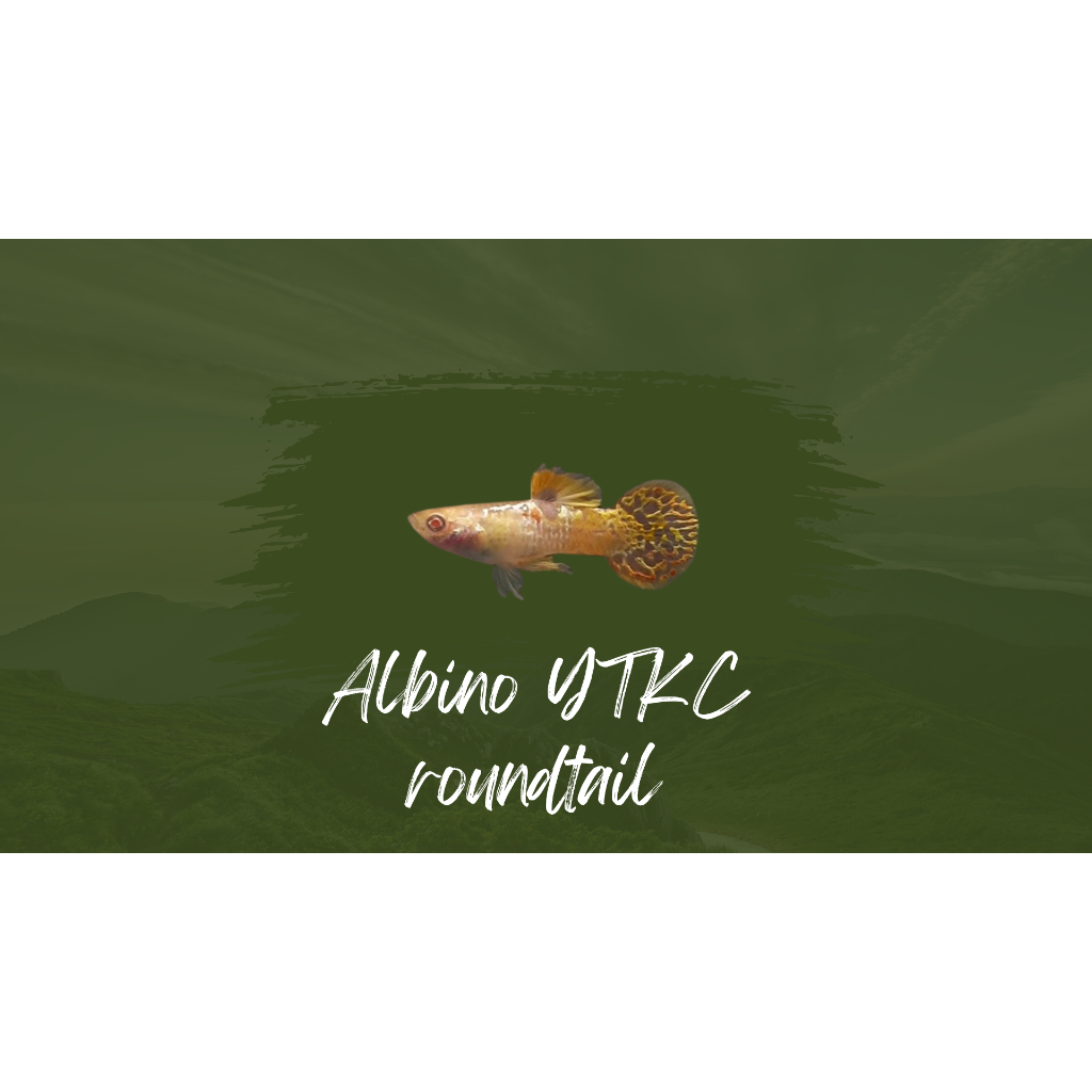 

Packing styrofoam albino YTKC roundtail