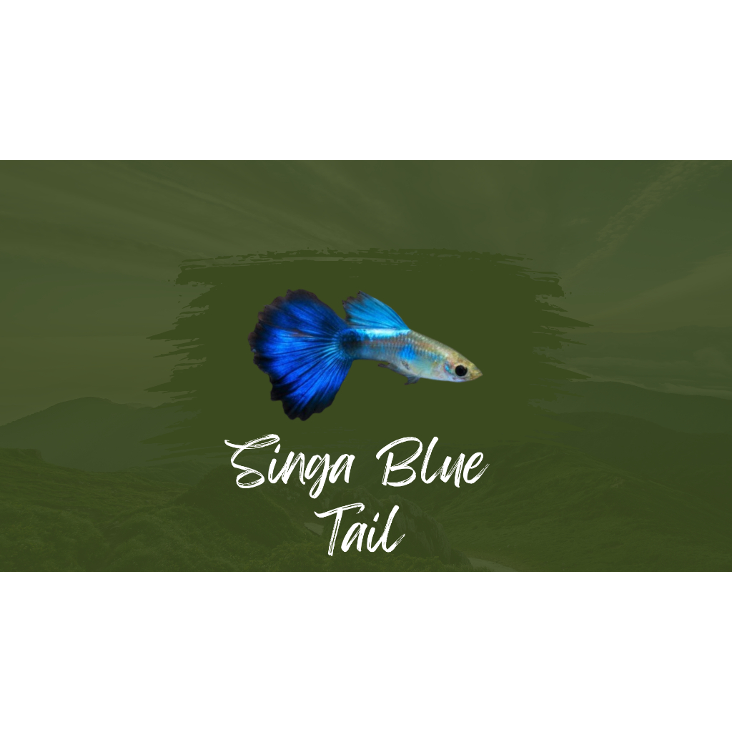 

Packing styrofoam singa blue tail