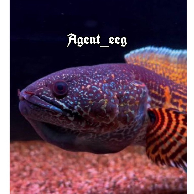 KODE H7M4 CHANNA AURANTI CB BANDUNG 35CM