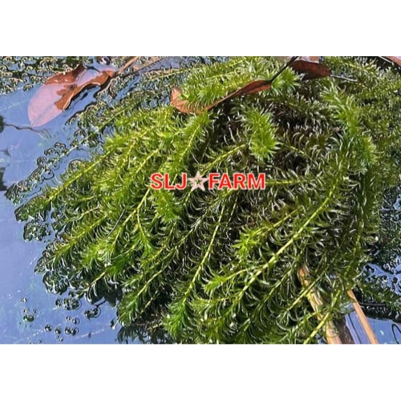 Hydrilla Verticillata 50cm