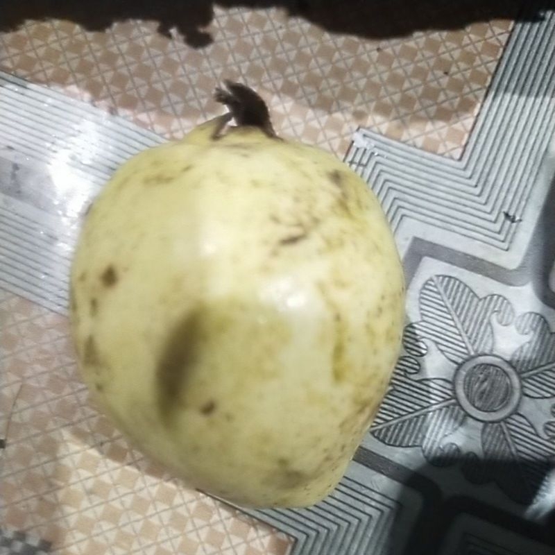 

jambu