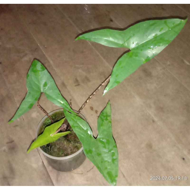 alokasia lungkin black jack