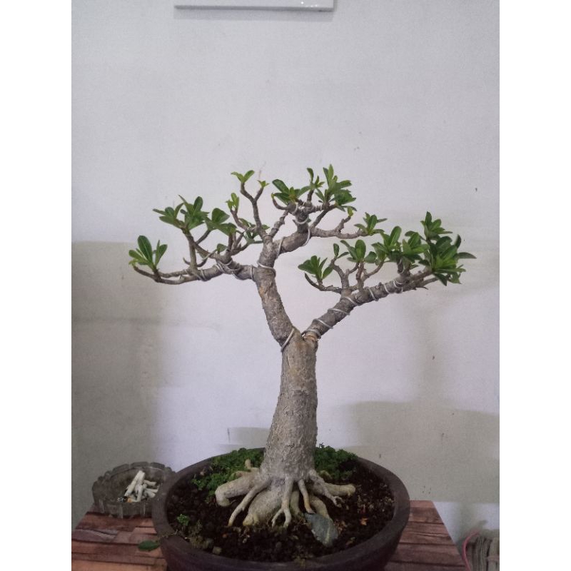 Adenium Thaisoco Indukan