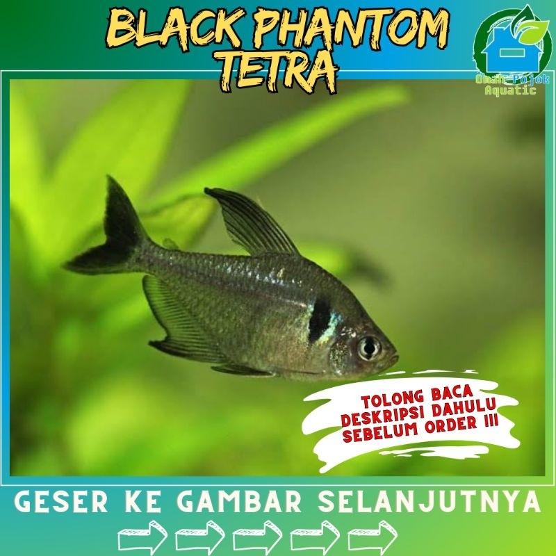 

√ jual bIack phaantom