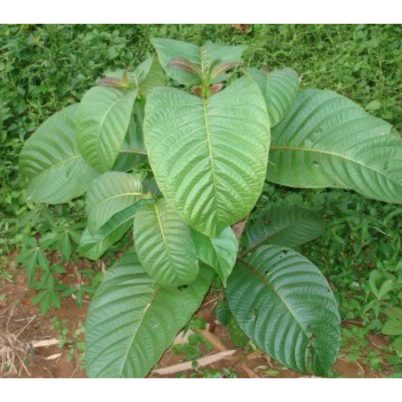 

Daun jabon segar / daun kayu jabon petik langsung-az