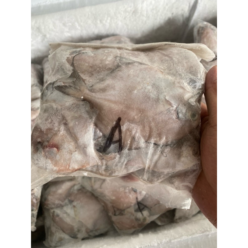 

ikan Bawal kertas