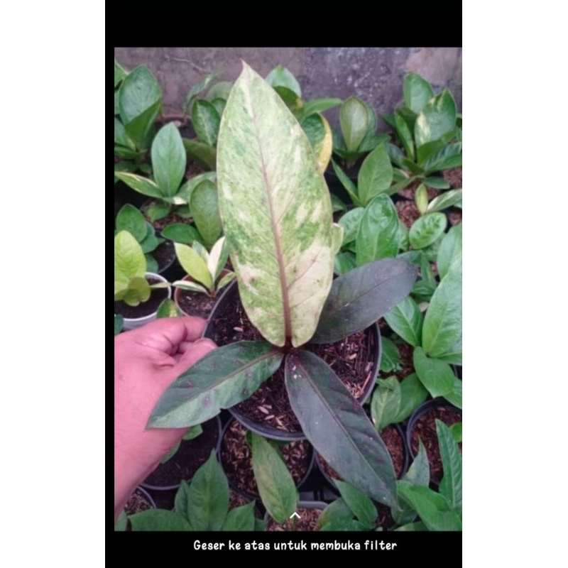 anthurium pink black maron ( koleksian ) ( red fanta batang merah)