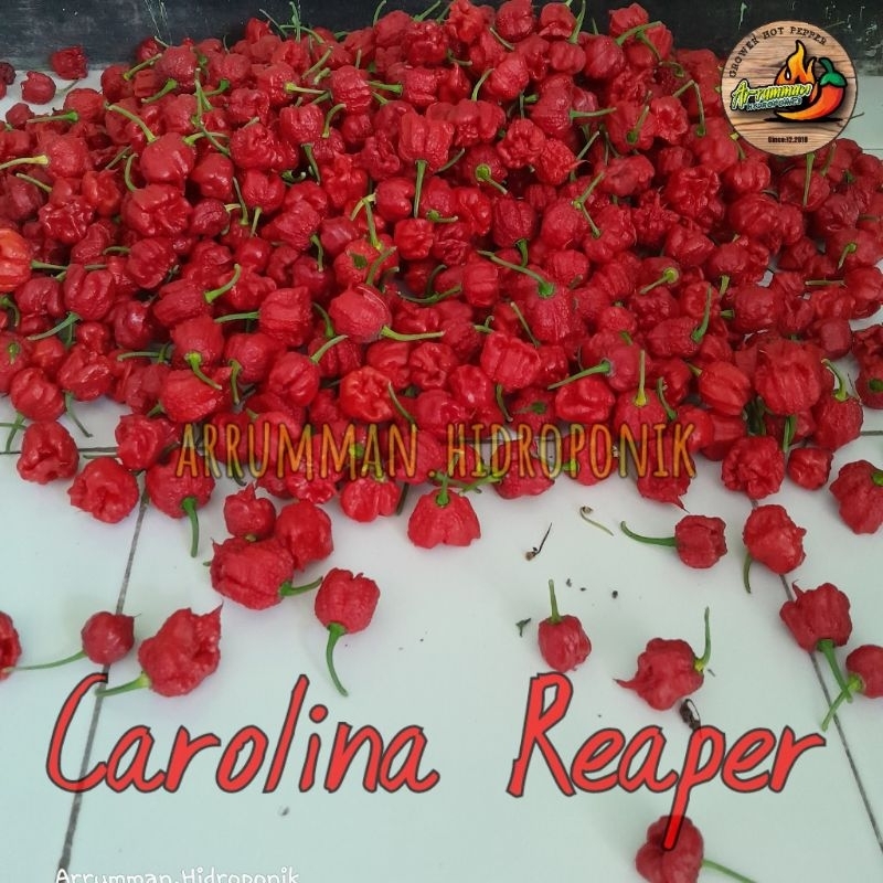 

BUAH Segar Cabe CAROLINA REAPER Isi 1 kg