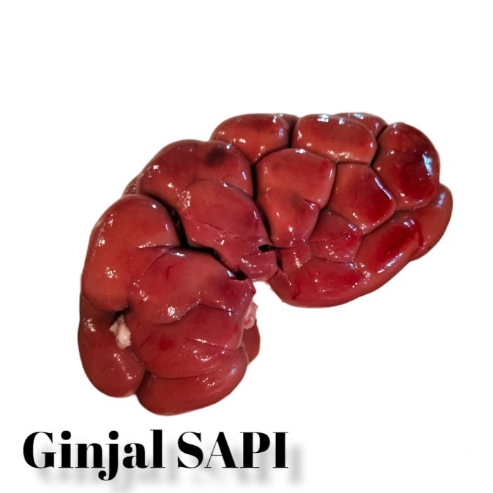 

Ginjal Sapi Grassfed 500gr - Beef Kidney Grassfed Free Hormonal and Antibiotics