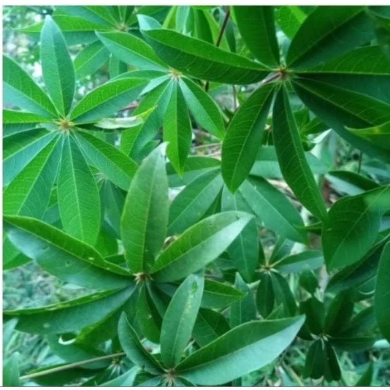 

daun randu/ kapok daun herbal mengobati berbagai penyakit