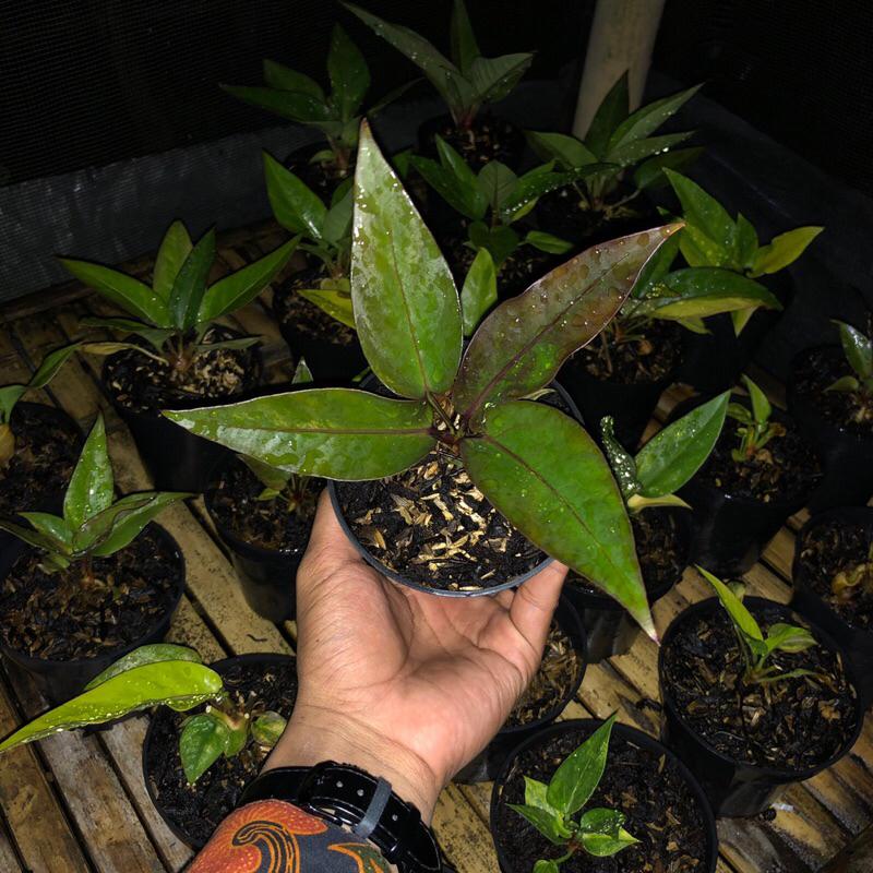 Hokeri Hitam Istimewa