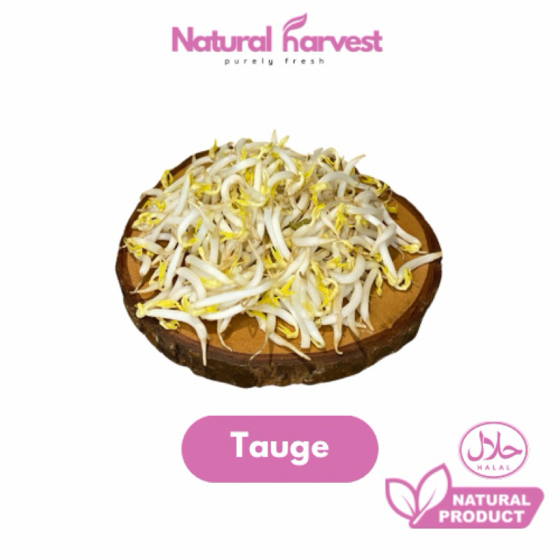 

Tauge Lokal Super Fresh 250gr | Natural Harvest!