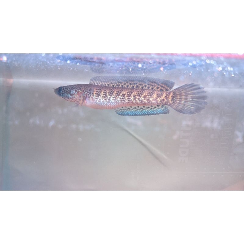 auranti 10 cm grade A+