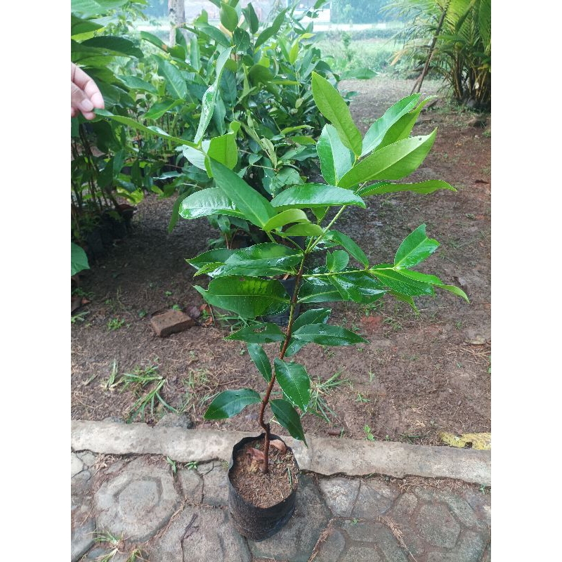 Bibit jambu madu deli hijau || Jambu MDH