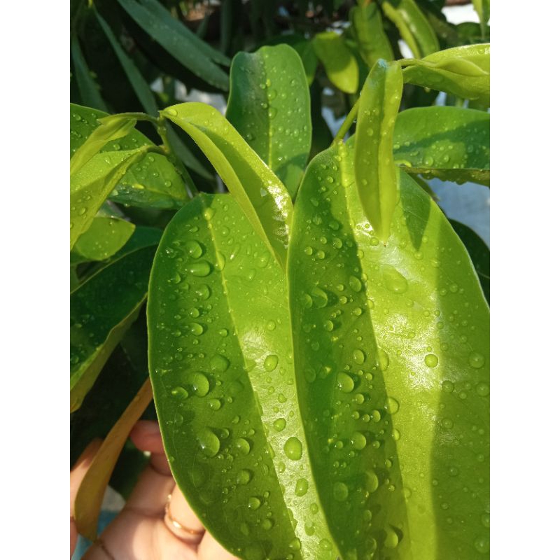 

DAUN SIRSAK NON KIMIA FRESH DARI POHON | BELI LANGSUNG PETIK