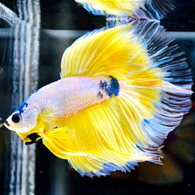 Halfmoon Yellow Fancy Hiasan Kamar Male