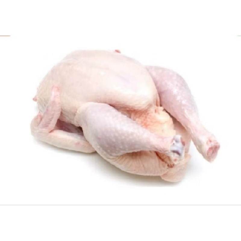 

Ayam boiler