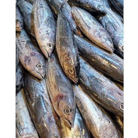

ikan tongkol segar