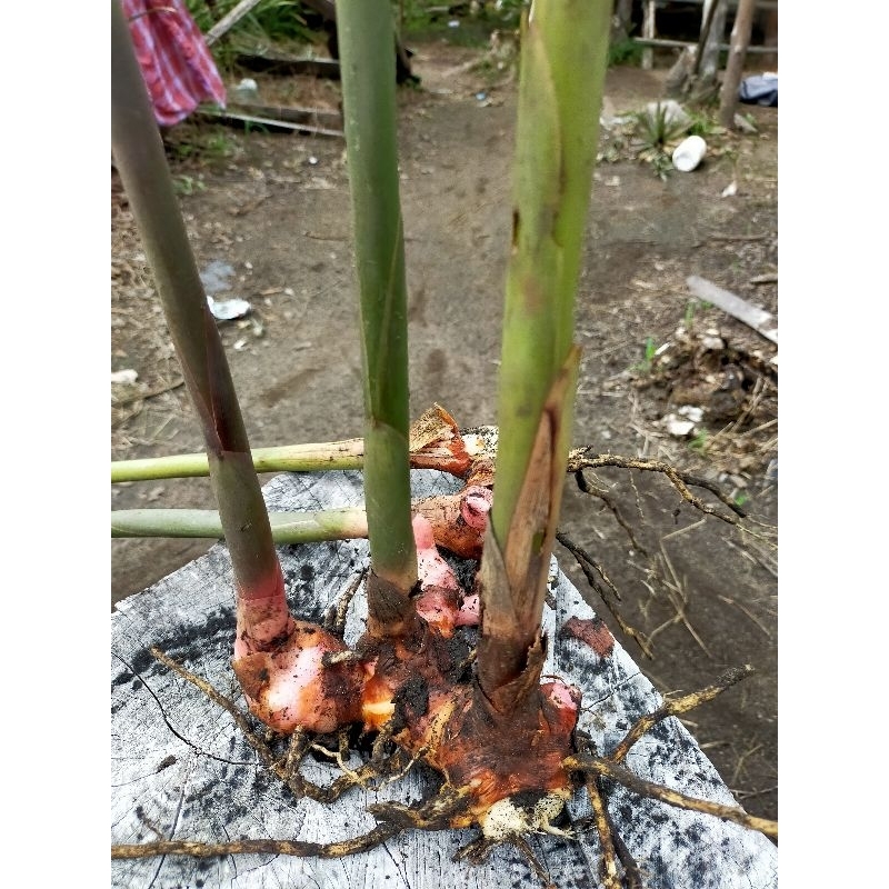 

Lengkuas Merah - Laos Merah 1 KG