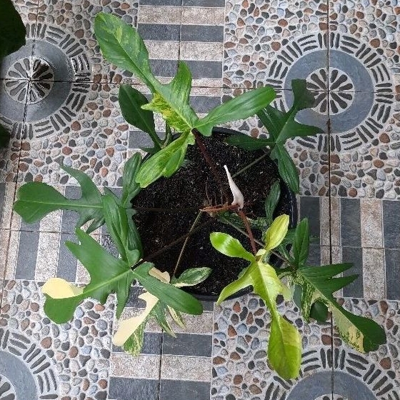 Tanaman hias Florida Beauty Varigata Flobe Var