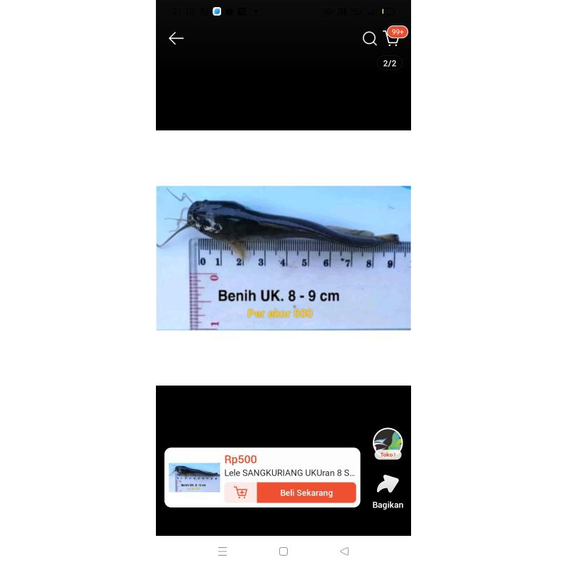 Bibit lele Sangkuriang uk 89 100 ekor