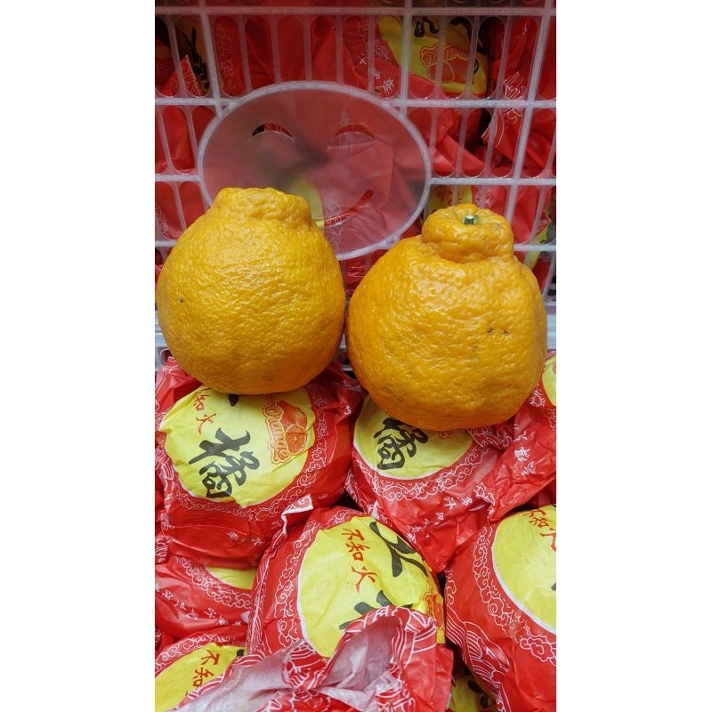 

JERUK PAPAGAN PANDA XXL 5,5KG DIJAMIN MANIS!