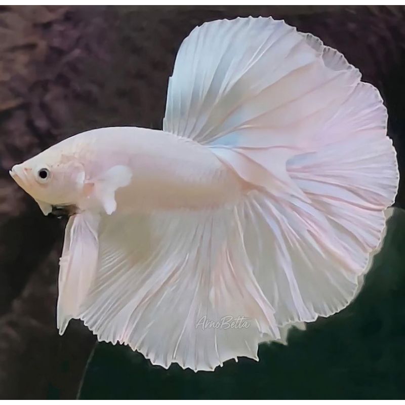 Ikan Cupang Halfmoon Rosetaile Warna White Platinum Ukuran L+ Top Grade