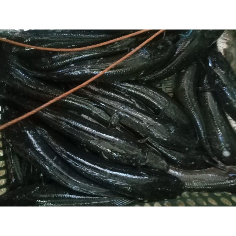 

ikan gabus
