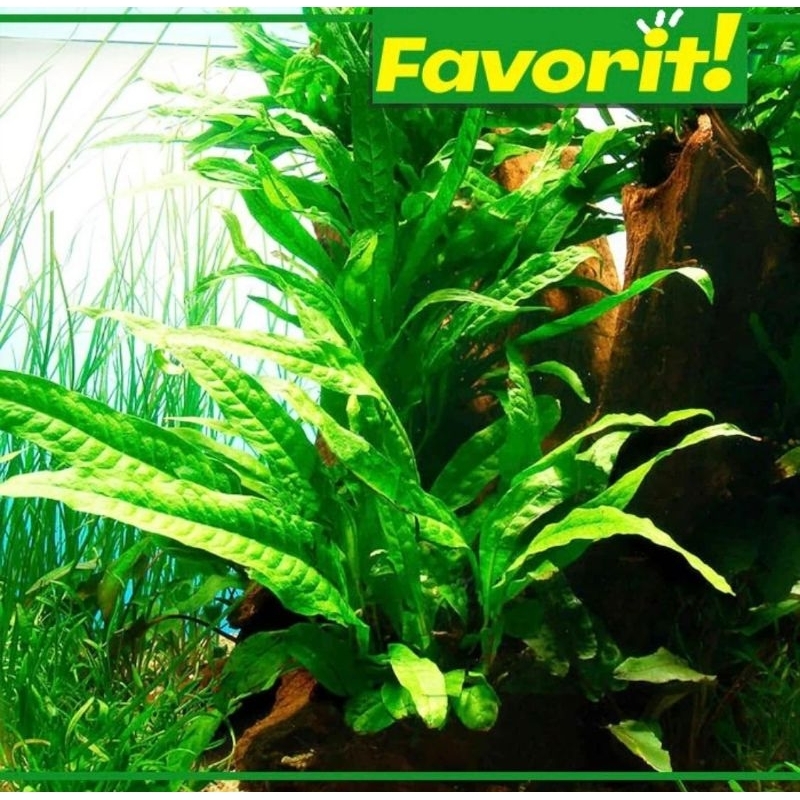 Kadaka / Java Fern Media Wabikusa Hiasan Aquarium Aquascape
