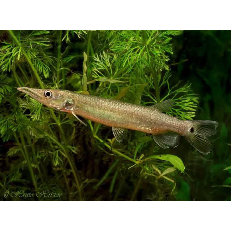 Hiasan aquarium Hujeta gar