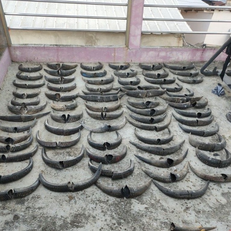 KODE A52S tanduk kerbau pajangan