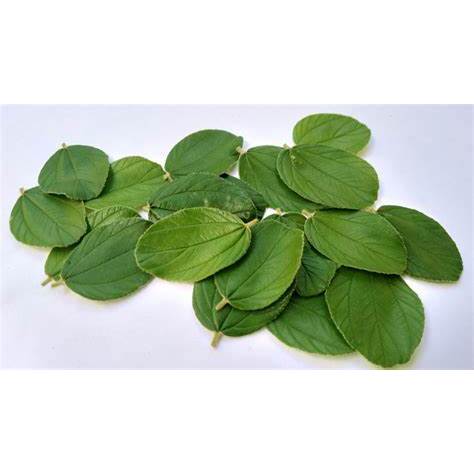 

DAUN BIDARA SEGAR BANYAK KHASIATNYA
