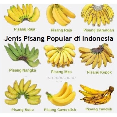 𝗣𝗜𝗦𝗔𝗡𝗚 𝗧𝗔𝗡𝗗𝗨𝗞 𝗗𝗟𝗟 Pisang tanduk, Pisang ambon, Pisang buai batu sangkar, Pisang barangan, Pisang lil
