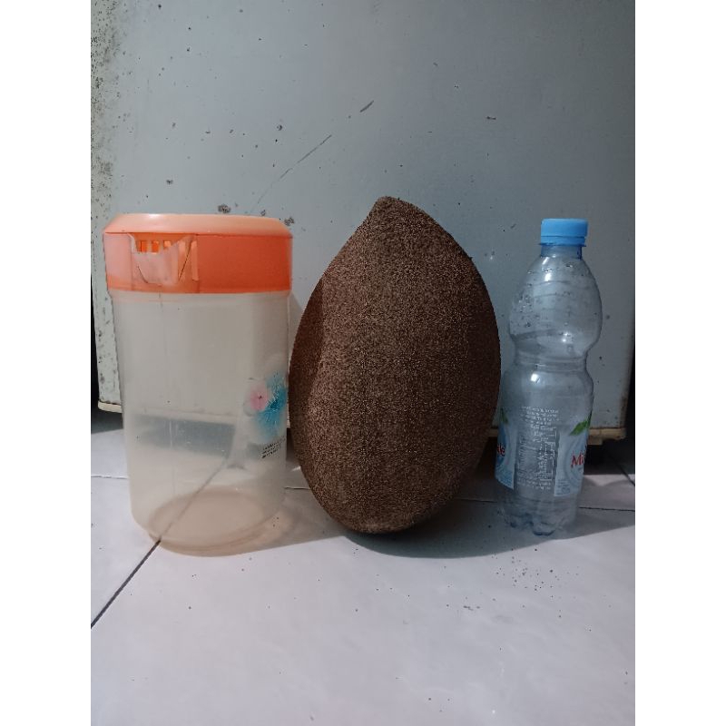 Mamey Sapote Magana ( potong cangkok )