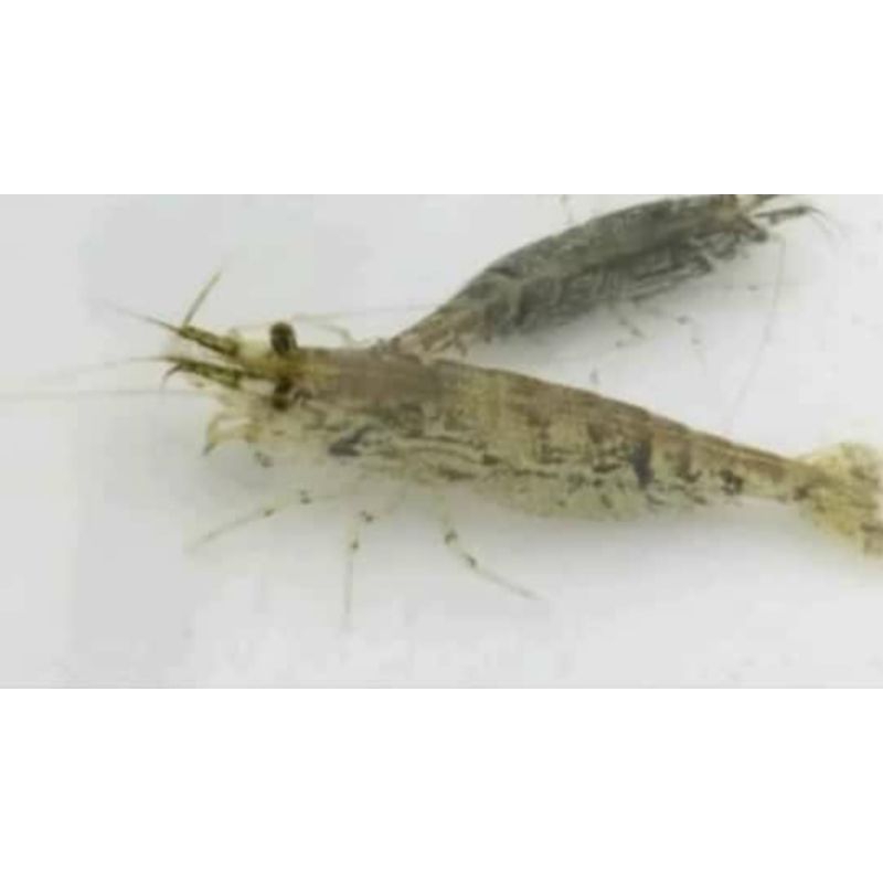 Amano shrimp