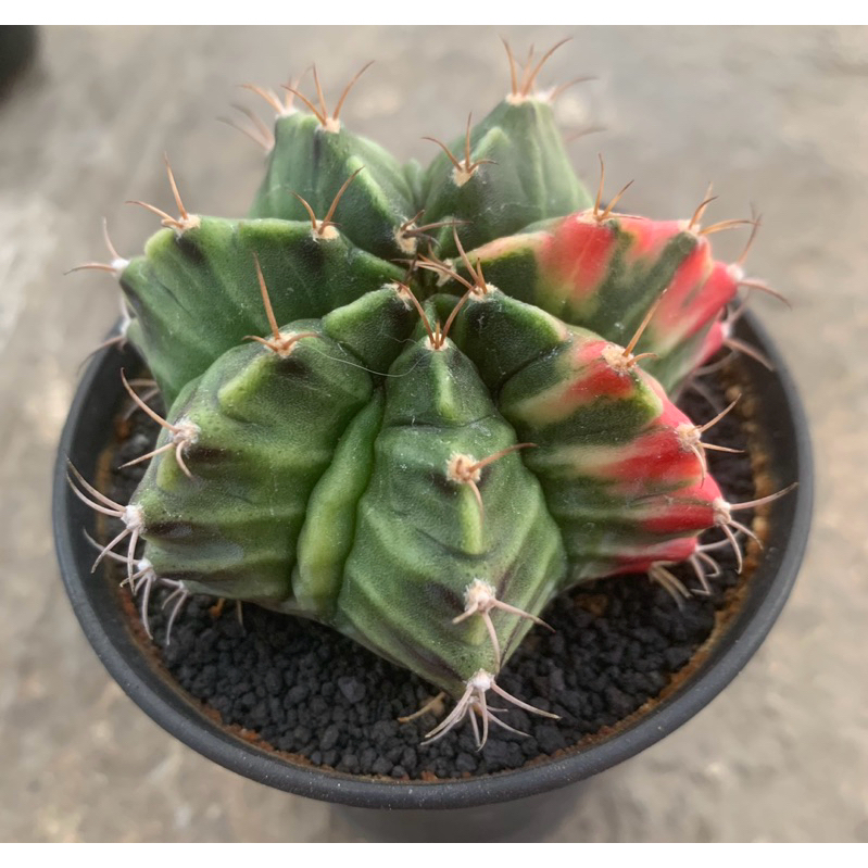 Gymno Miha Hybrid Var Fukuryu