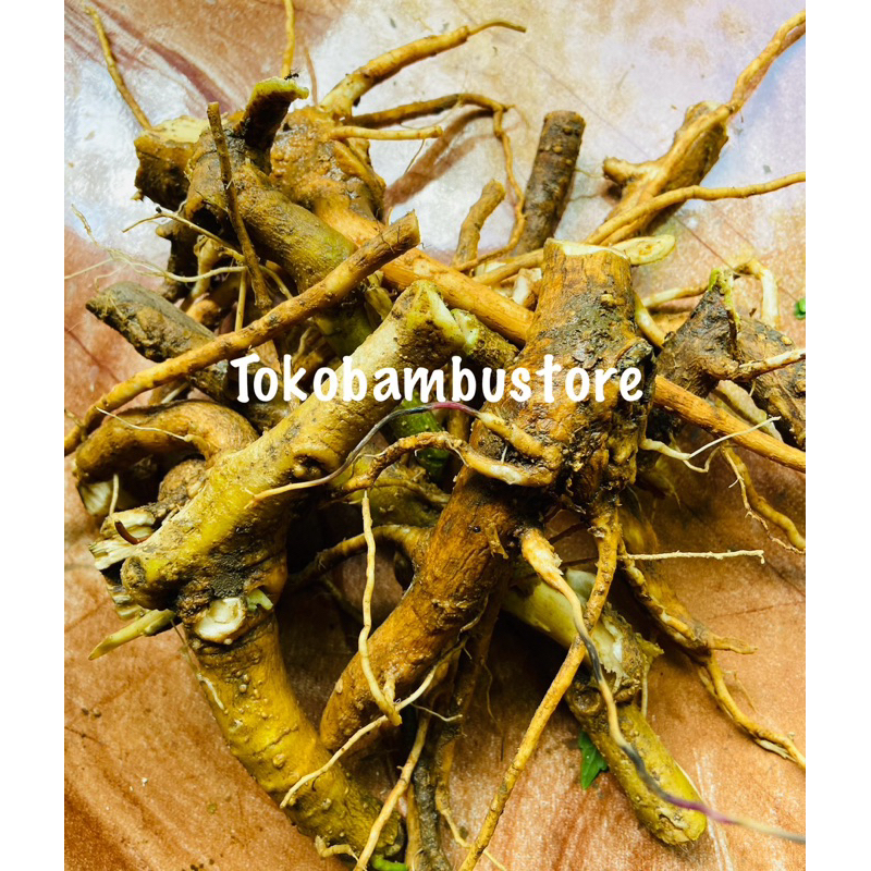 

Akar daun kecubung / akar kecubung segar 500 gram-az