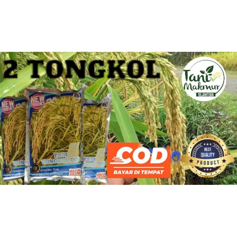 BENIH BIBIT PADI 2 TONGKOL, DUA TONGKOL/ TONGKOL DUA MALAY JUMBO KEMASAN 1KG