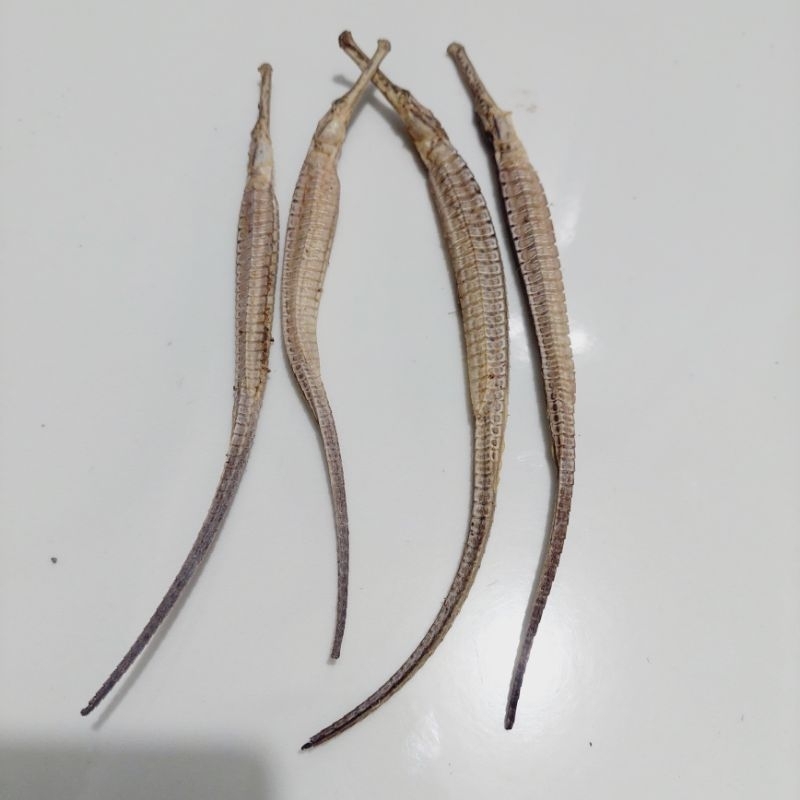 naga laut super kering ( per ekor )