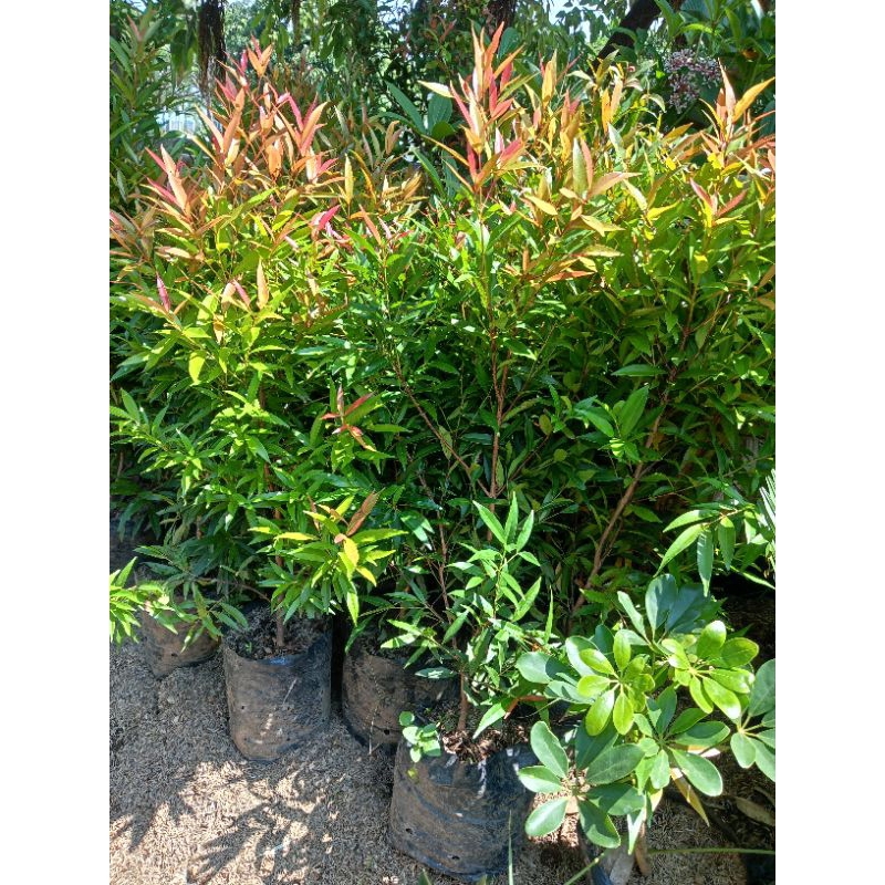 tanaman hias pucuk merah 50-70cm