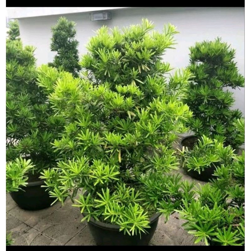 BIJI BENIH POHON LOHANSUNG MAWAR / BAHAN BONSAI- ISI 7 BUTIR