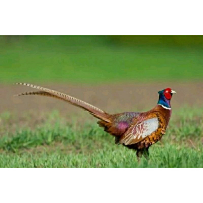 anak / anakan ayam hias ringneck pheasant dijual ya dijual murah