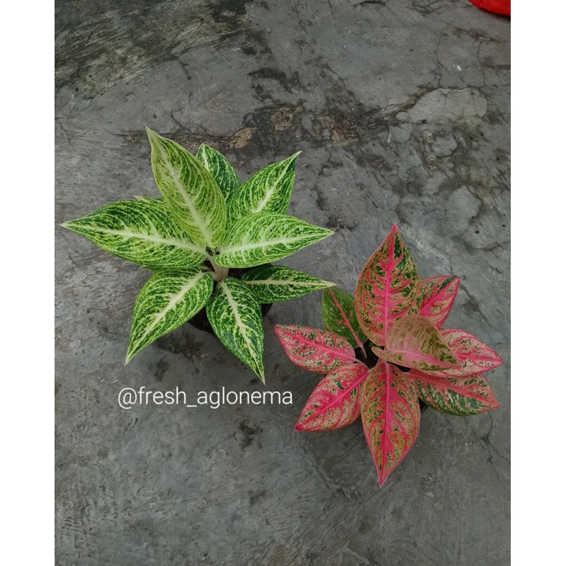 PROMO PAKET 2 BIBIT AGLONEMA ( WHITE LEGACY )”( REANITA )