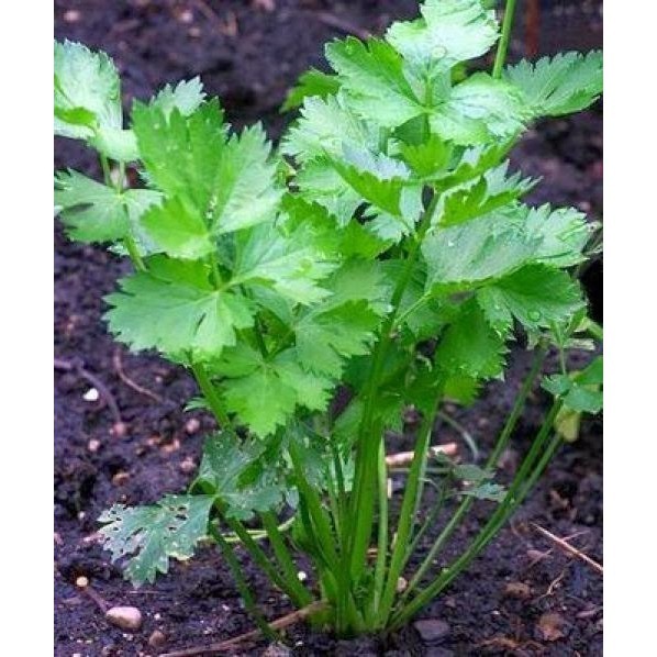 Isi 90 - 100 an Butir, Benih Seledri Unggul Siap Tanam/Semai