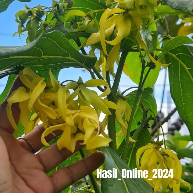 Bibit Kenanga Rajin Berbunga // Bibit Bunga Kenanga