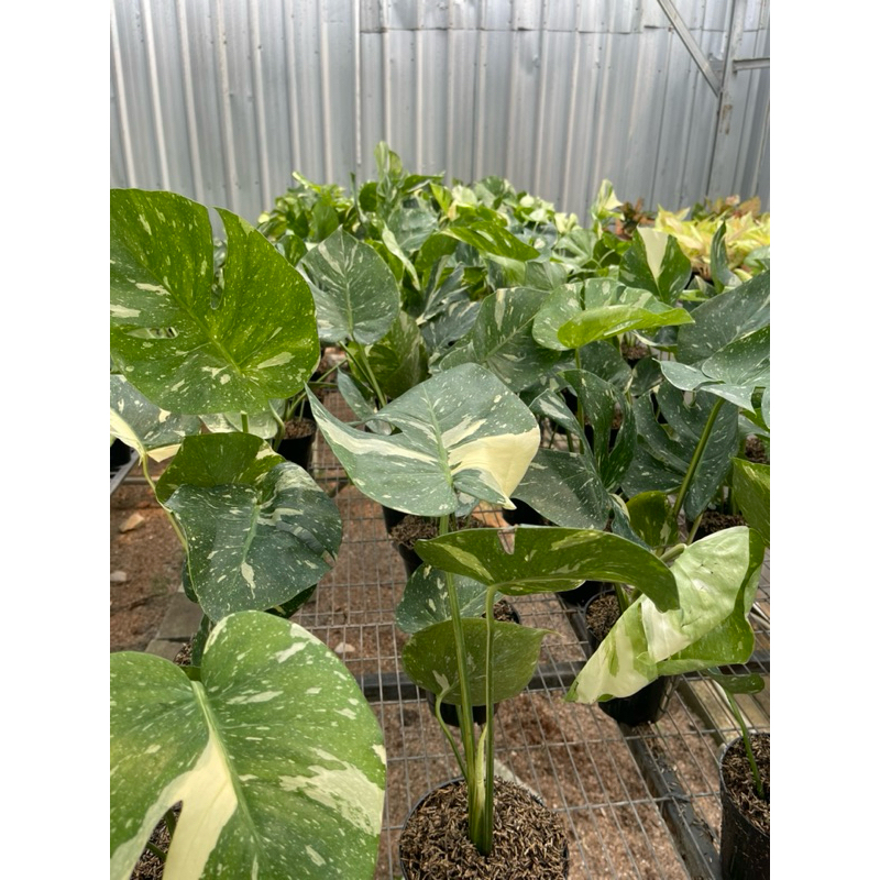 SALE monthai ekonomis sz remaja