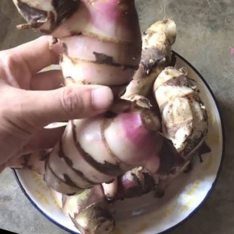 

umbi ganyong merah dan putih segar 1 kg