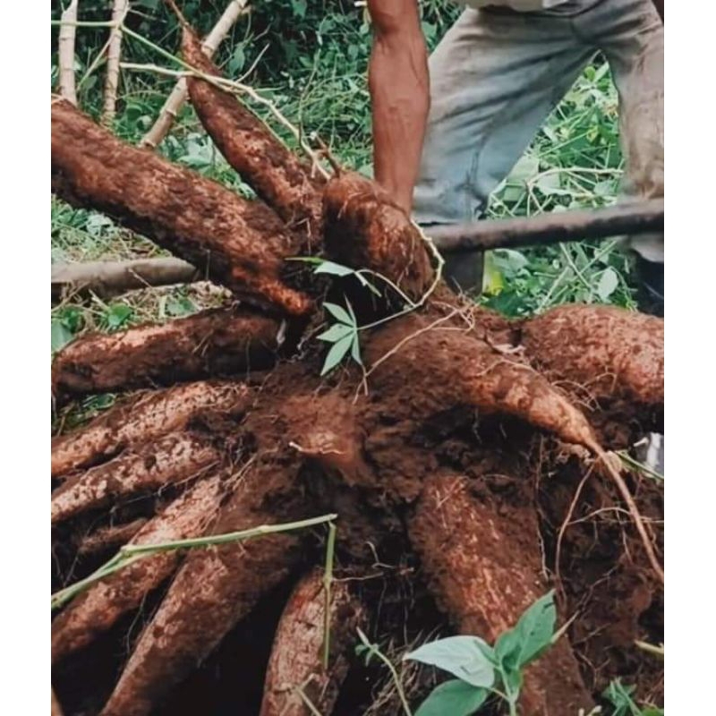 

singkong madu super manis 1kg