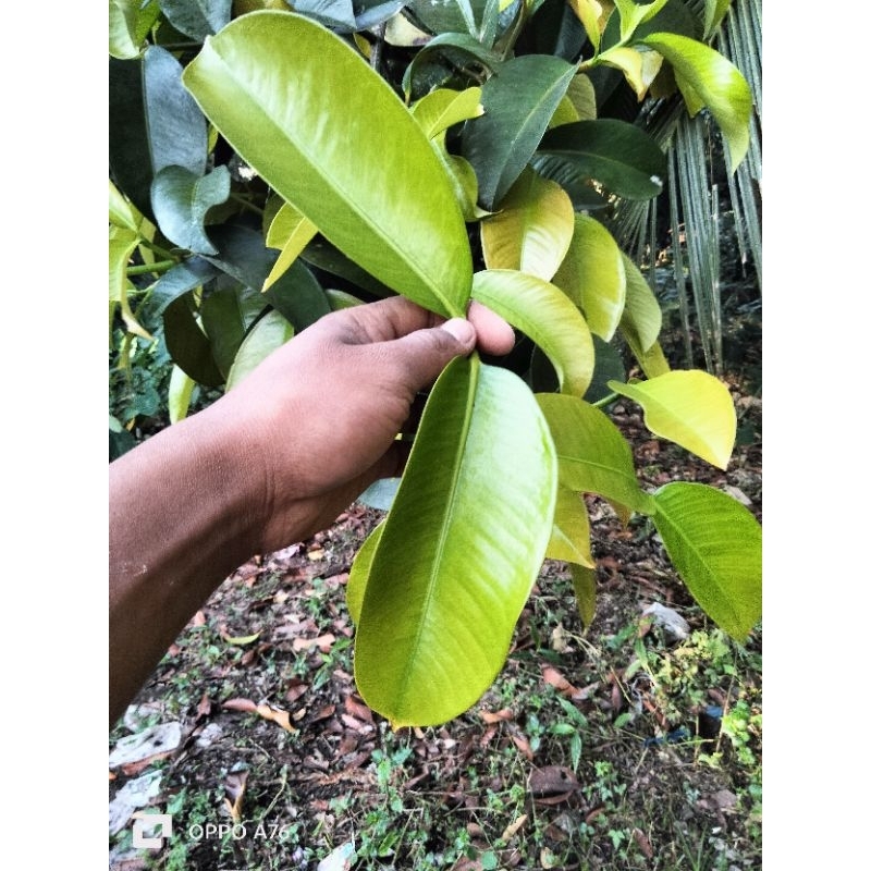 

100 lembar daun pohon manggis fress